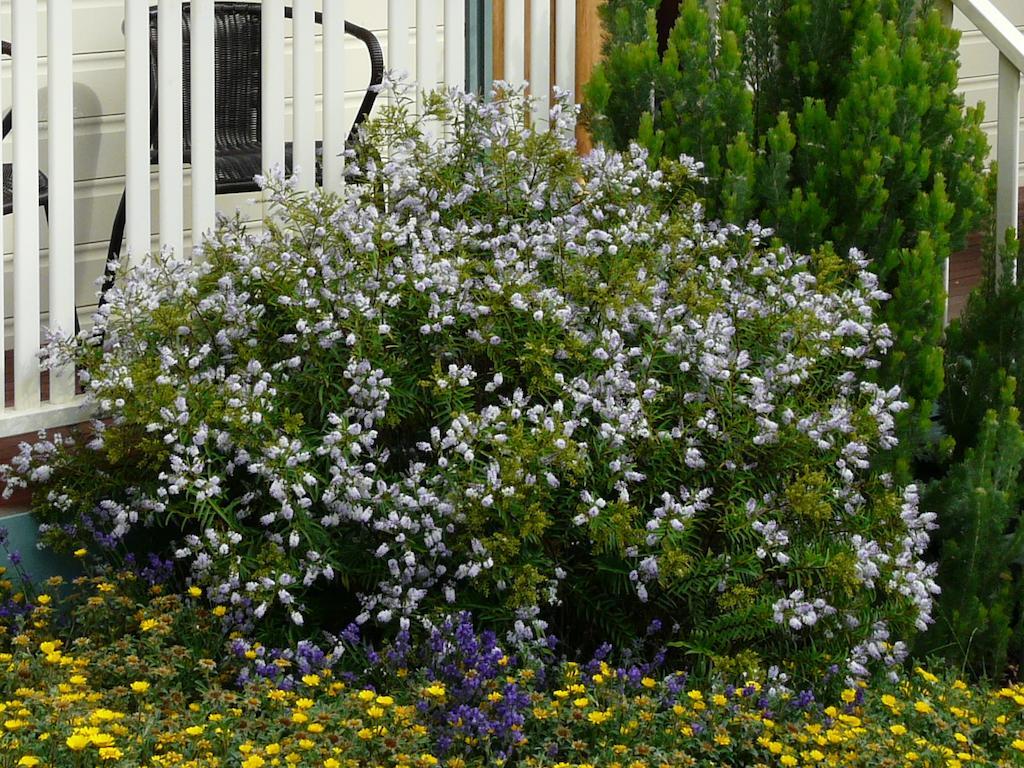 Avoca Cottages Victoria المظهر الخارجي الصورة